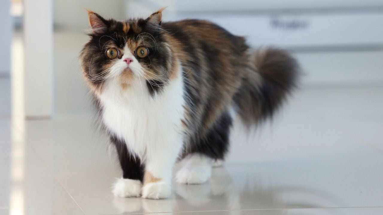 calico desenli iran kedisi