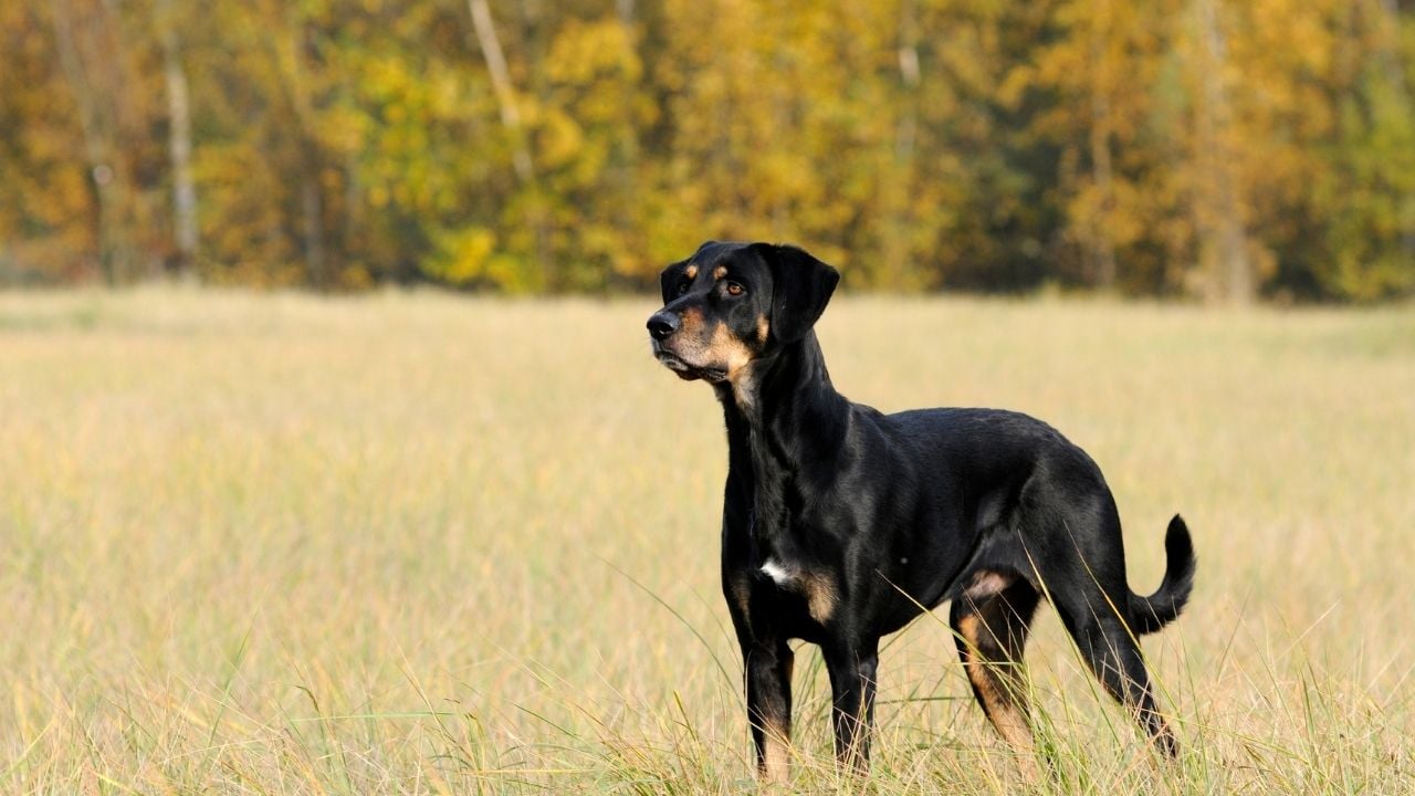 Kopay Av Köpeği - transilvanya tazısı