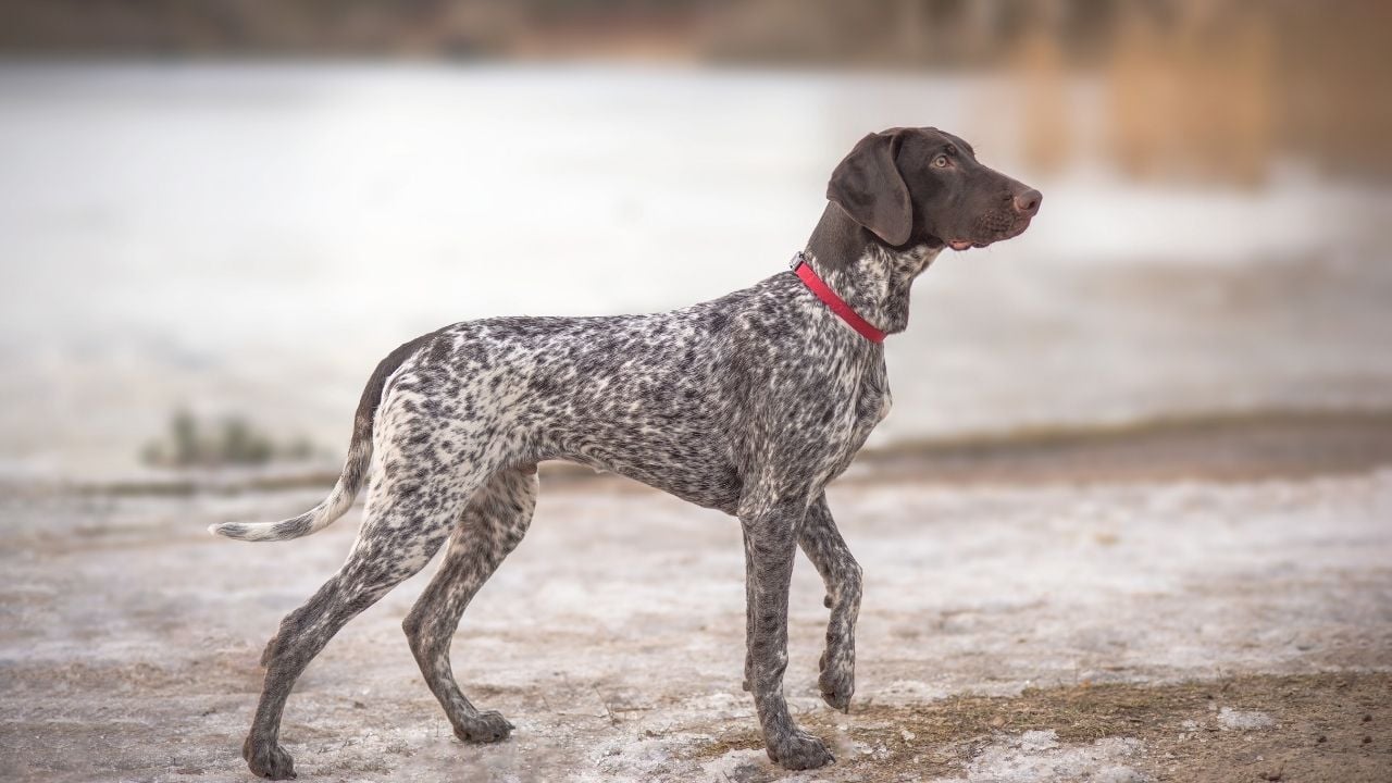 kurzhaar köpek - German Shorthaired Pointer