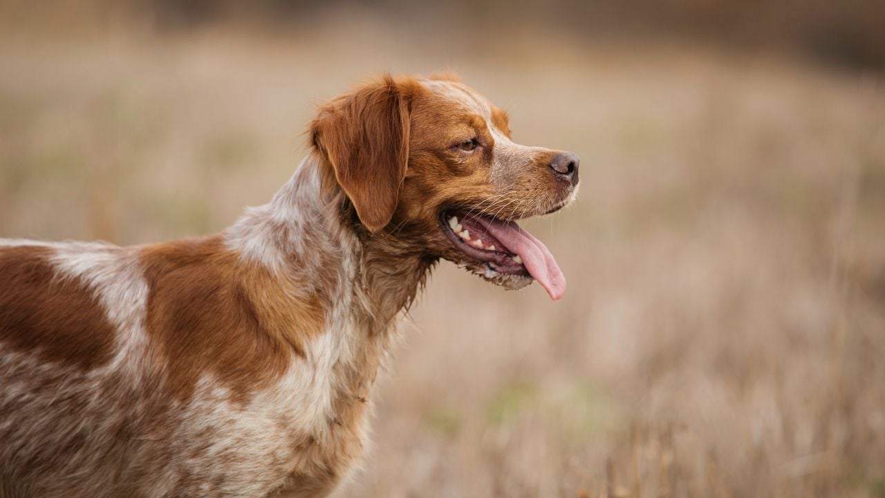 Breton Av Köpeği - Brittany Spaniel