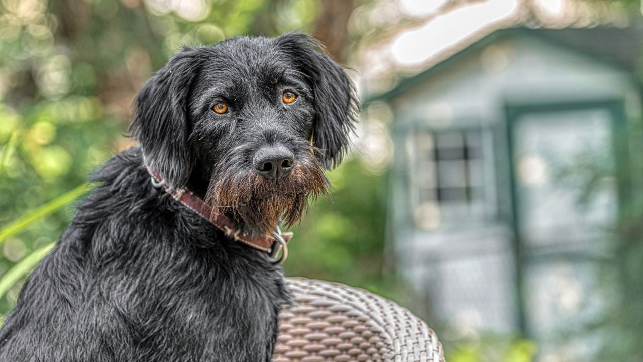 Drahthaar Av Köpeği - The German Wirehaired Pointer