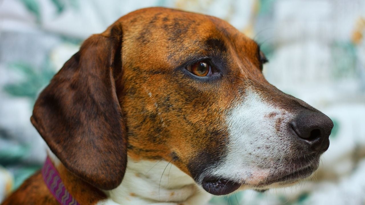 Plott Av Köpeği - Plott Hound