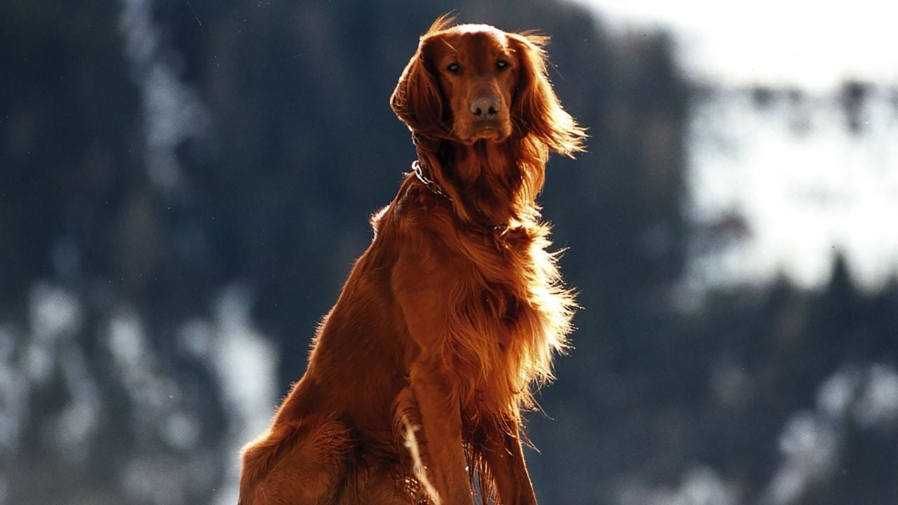 Setter Av Köpeği