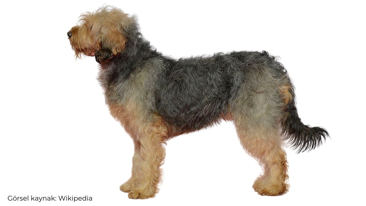 Barak Av Köpeği