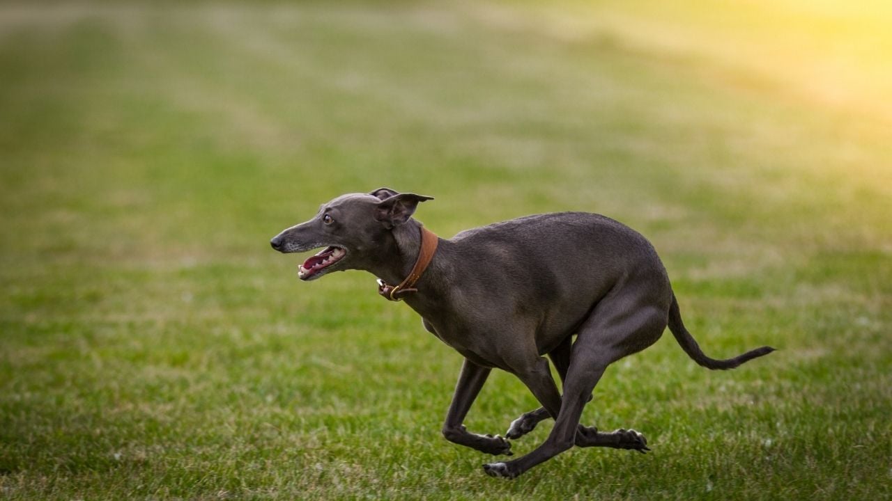 Greyhound