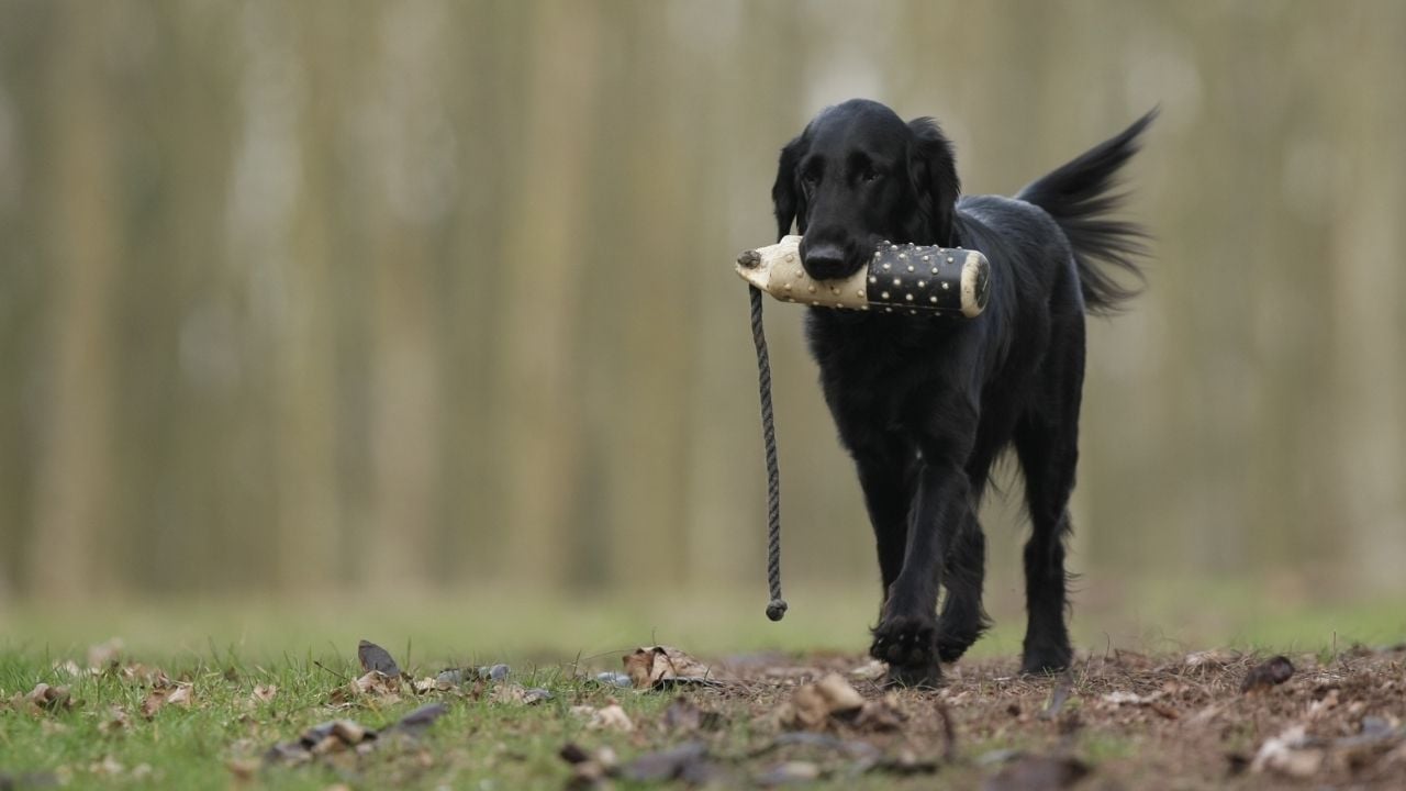siyah av köpeği