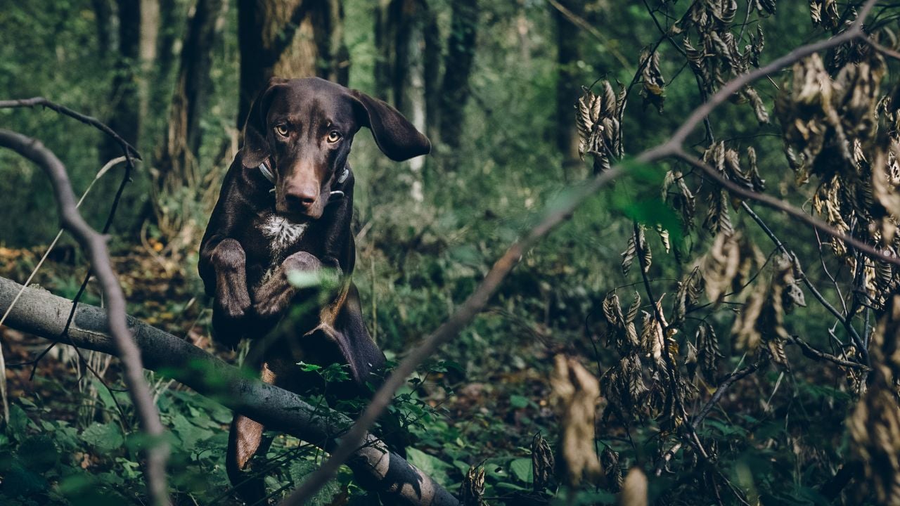 ormanda koşan köpek