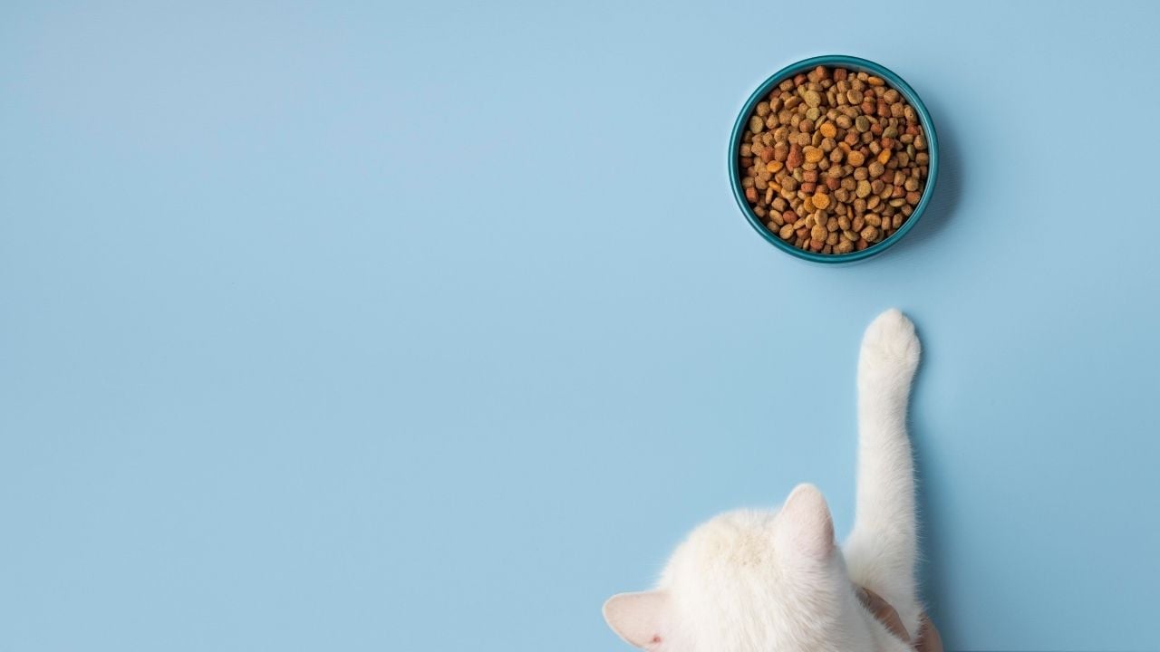 mama kabına uzanan bir kedi