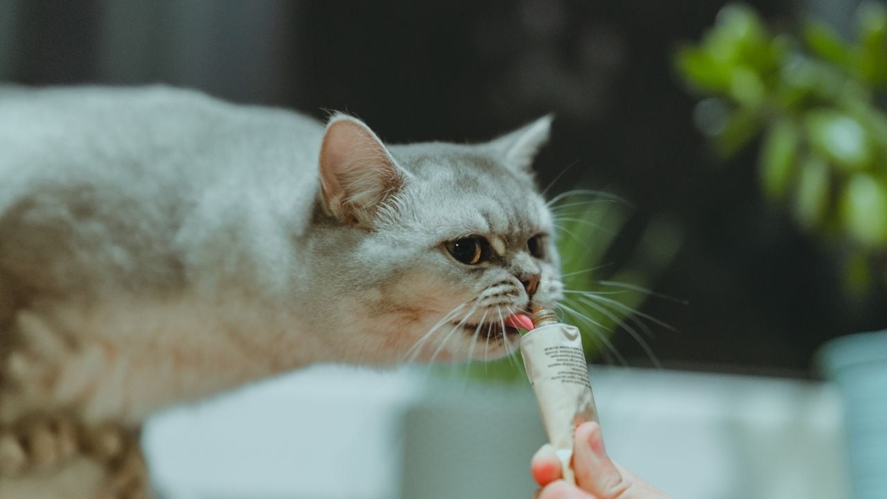 kedi ödül maması yiyor