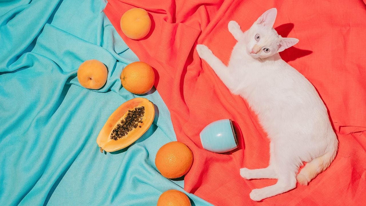 kedi ve meyveler