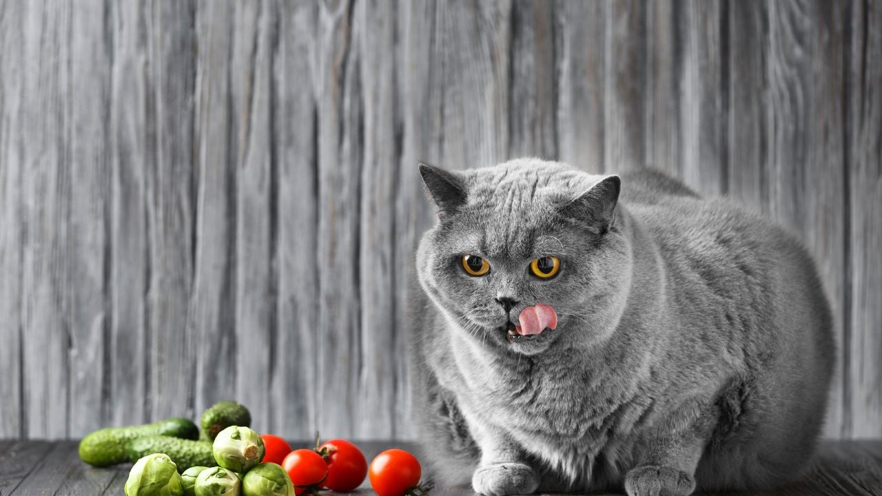kedi ve sebzeler