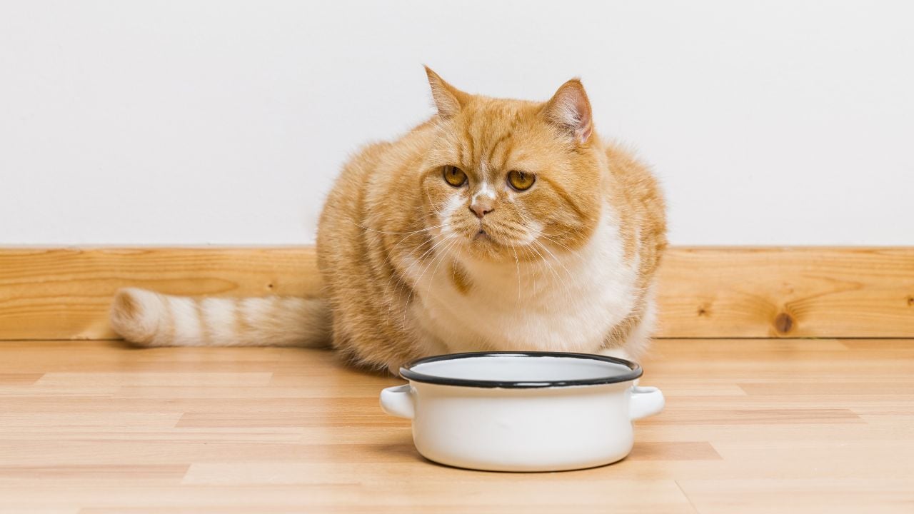 evde yemek yiyen kedi