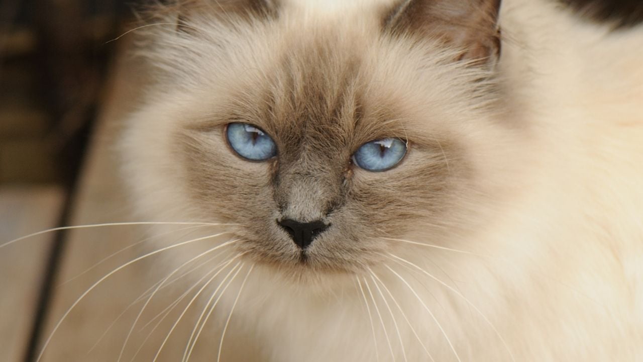 blue point kedi yüzü