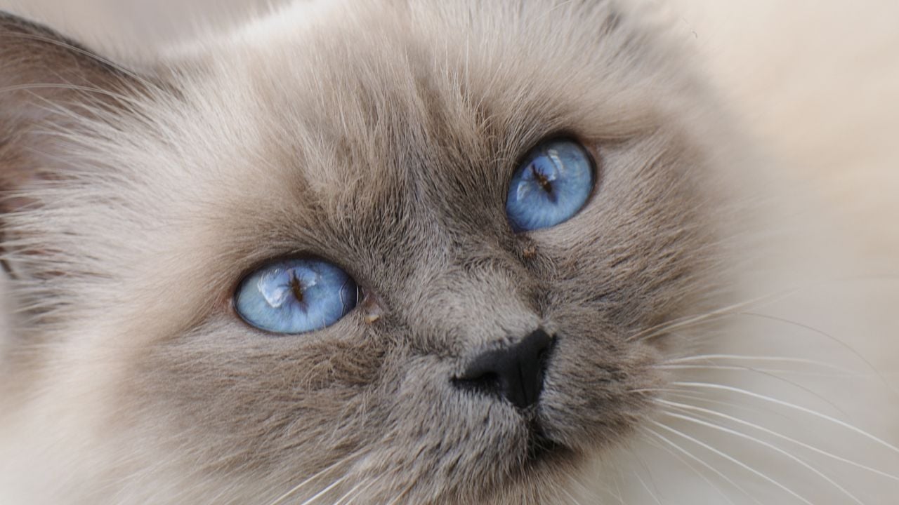 bir blue point tüylü kedi