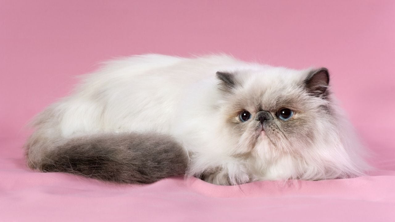 blue point kedi yatıyor