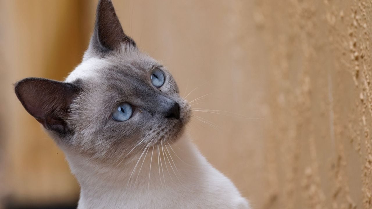 blue point kedi duvara bakıyor