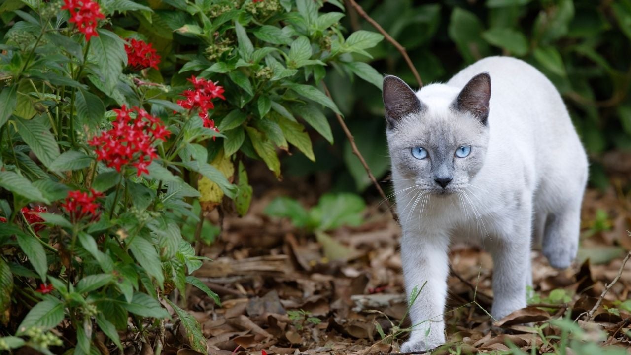Blue Point Kedi yürüyor