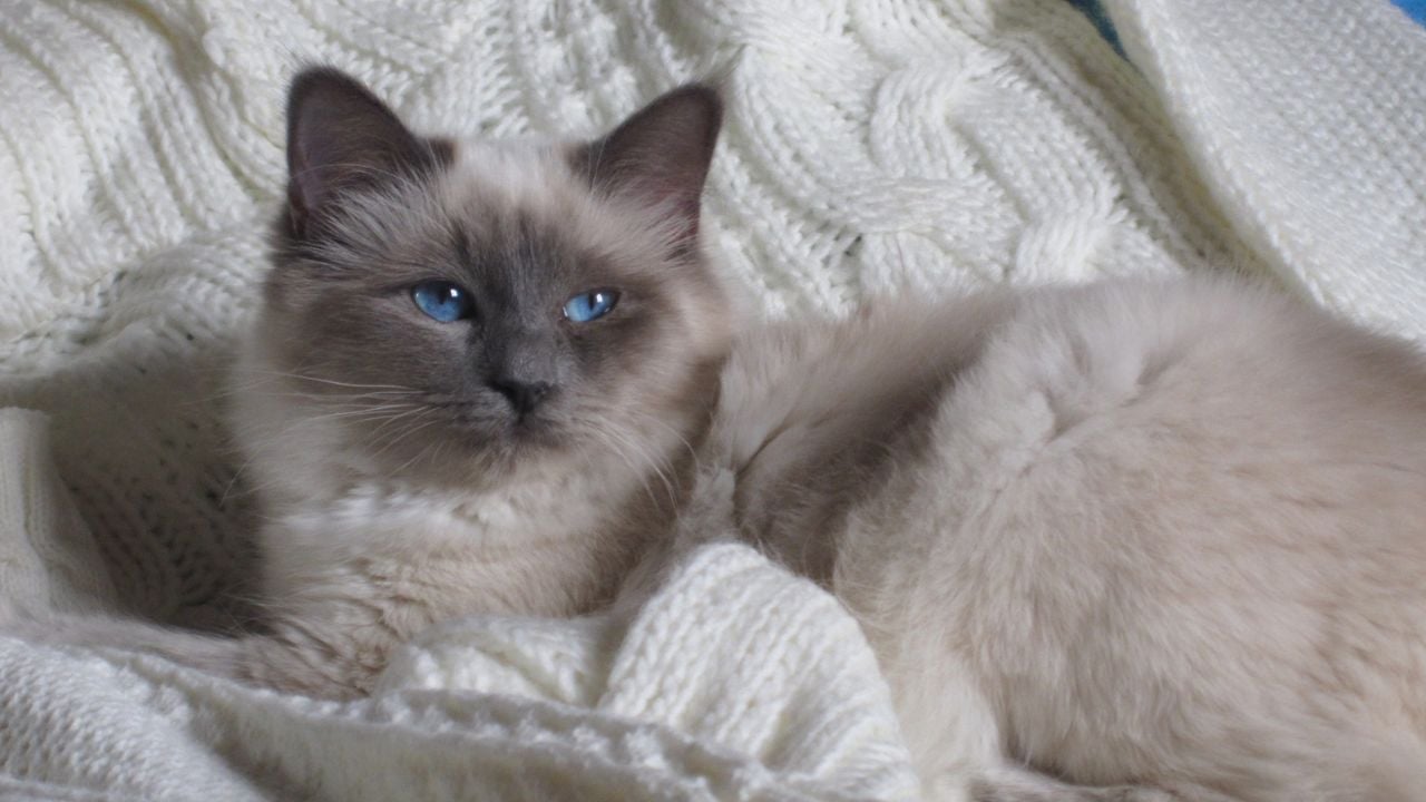 mavi gözlü blue point kedi