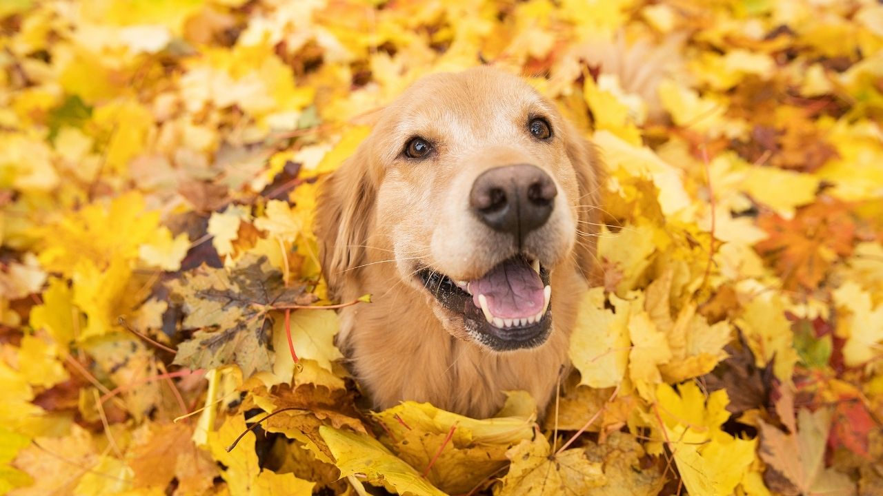 yapraklar arasında Golden Retriever