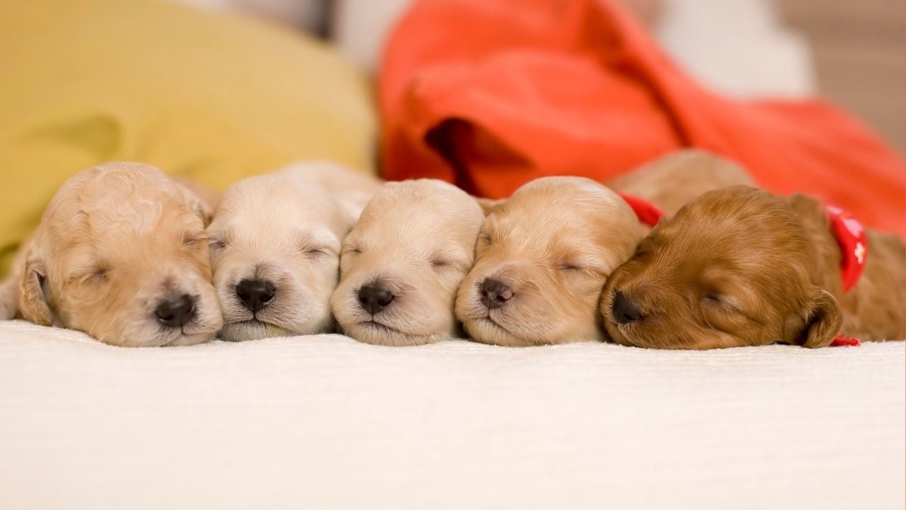tatlı köpek yavruları uyuyor