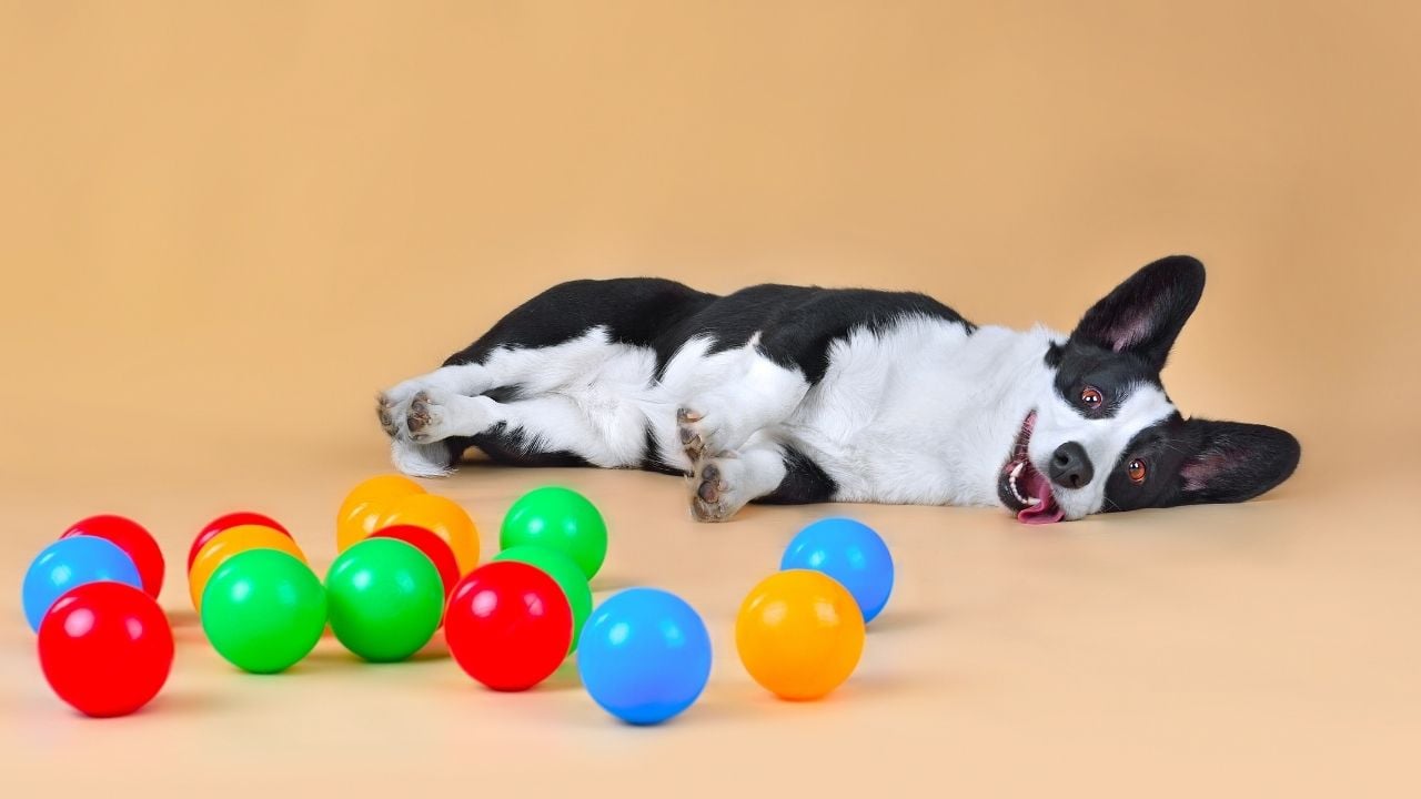 siyah beyaz Welsh Corgi