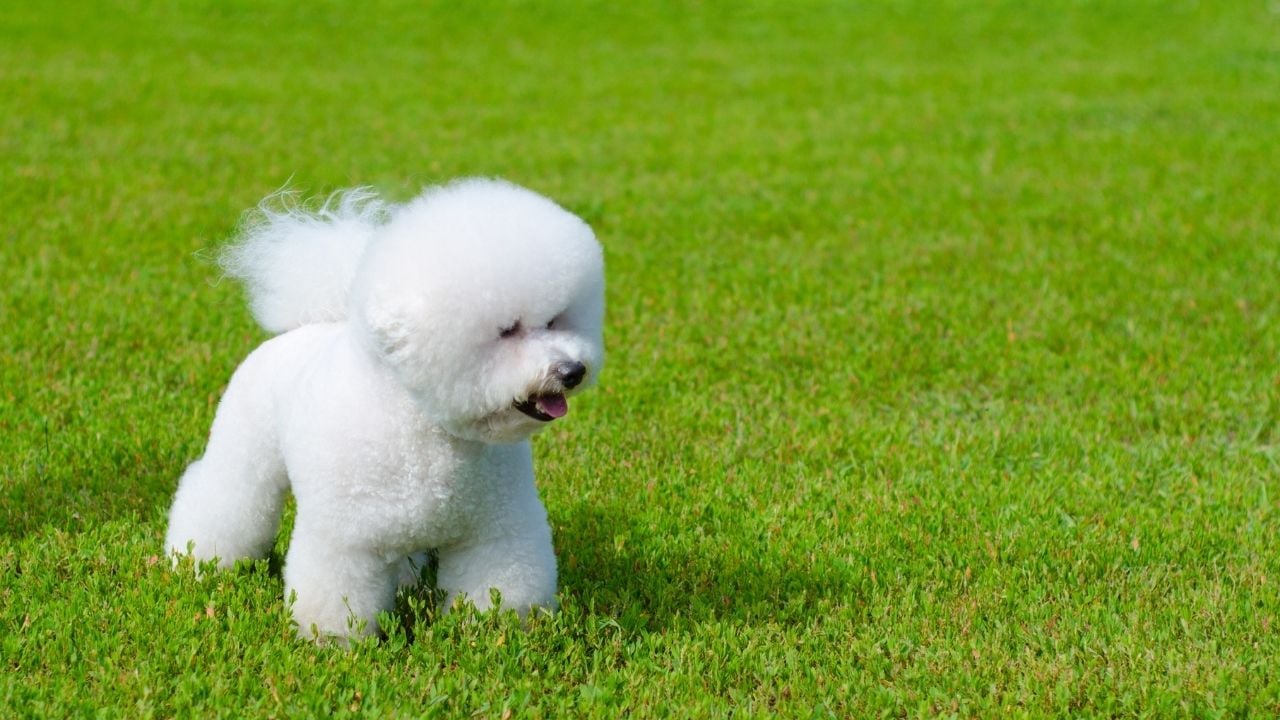 Bichon Frise çimlerde