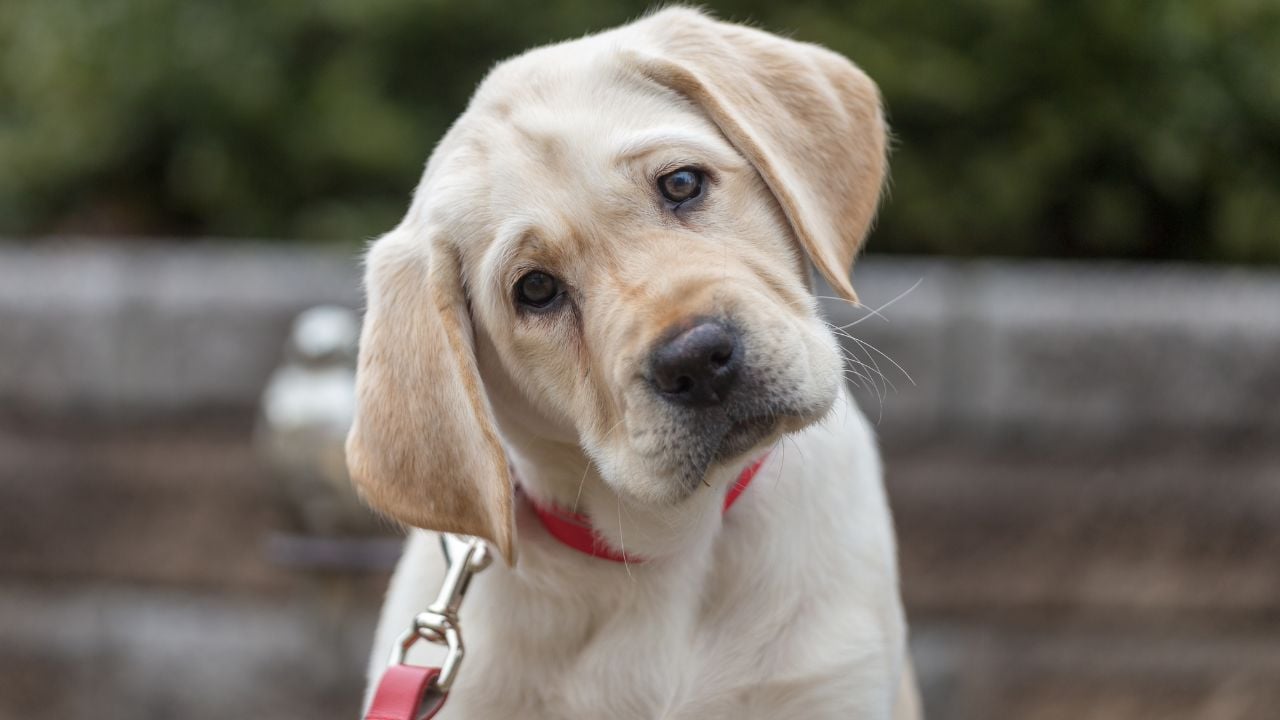 açık renk Labrador Retriever
