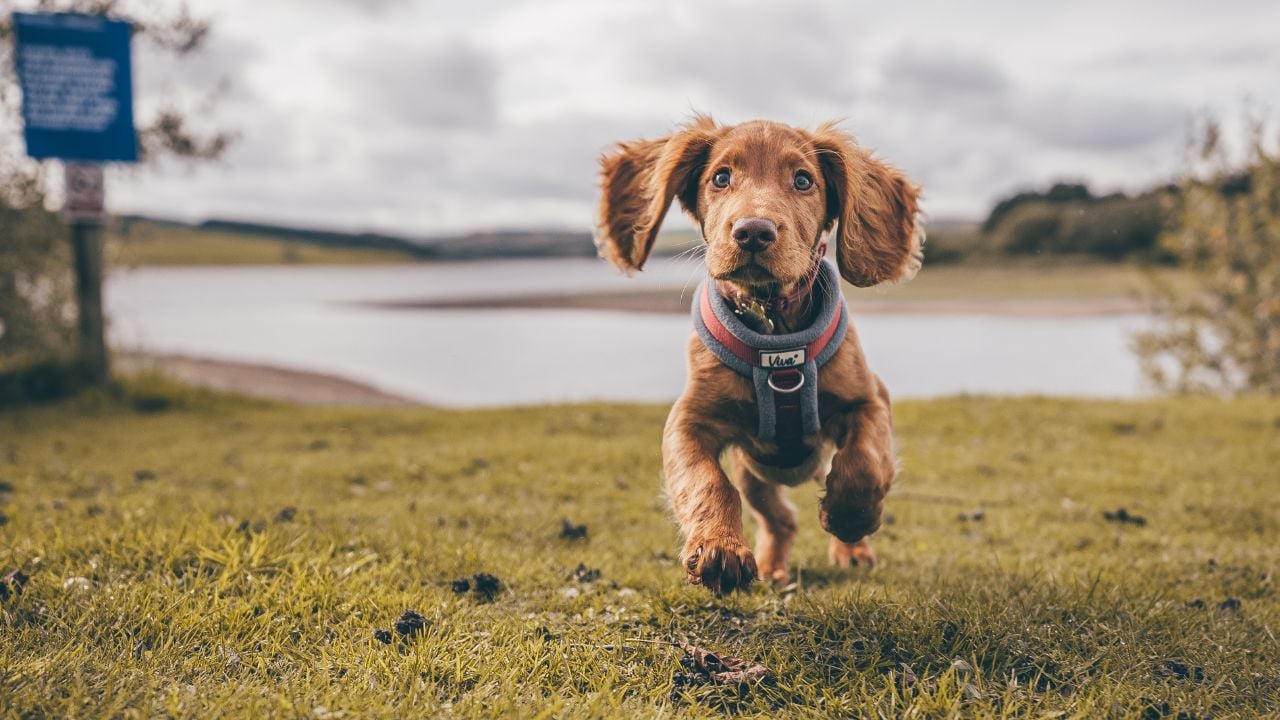 koşan English Cocker Spaniel