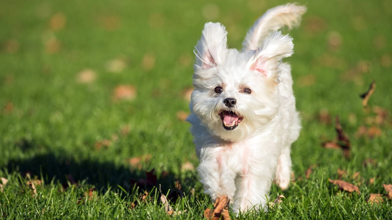Maltese koşuyor