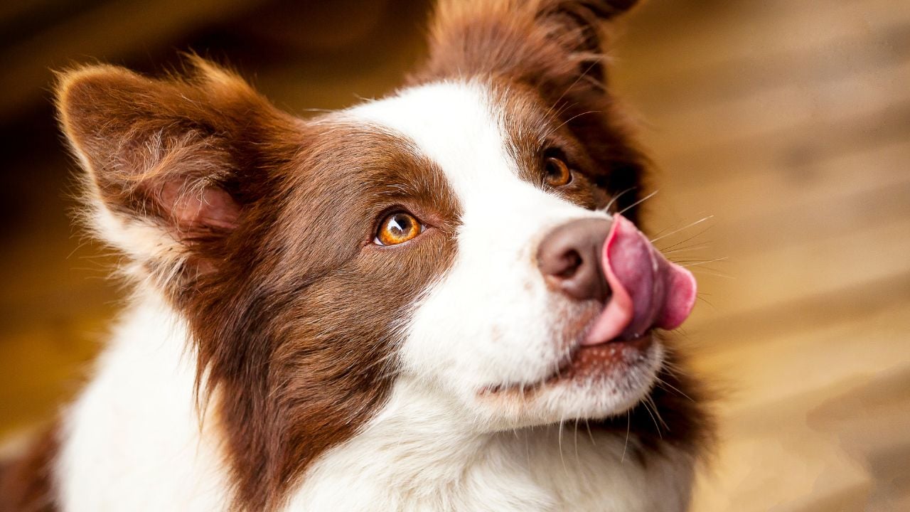 yalanan Border Collie