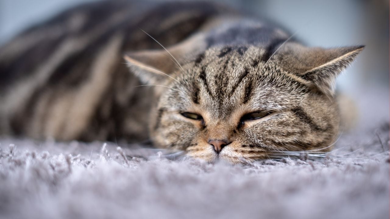 fip hastası kedi yatıyor