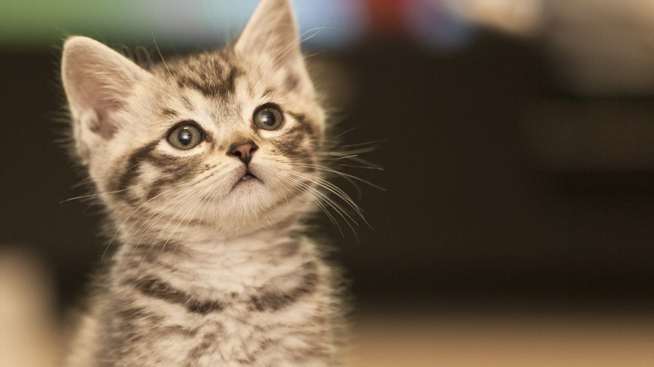 sevimli bir yavru kedi