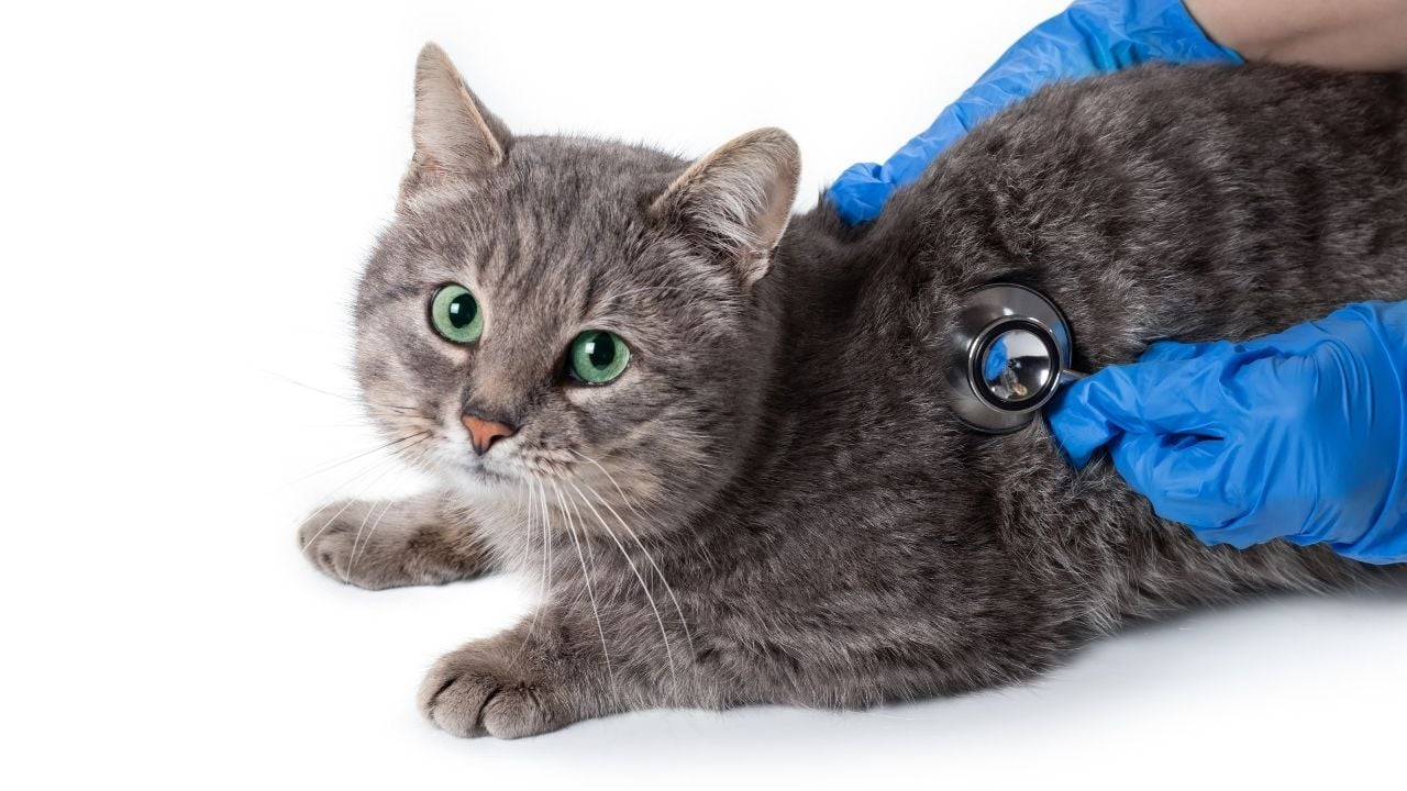 veteriner muayenesinde kedi