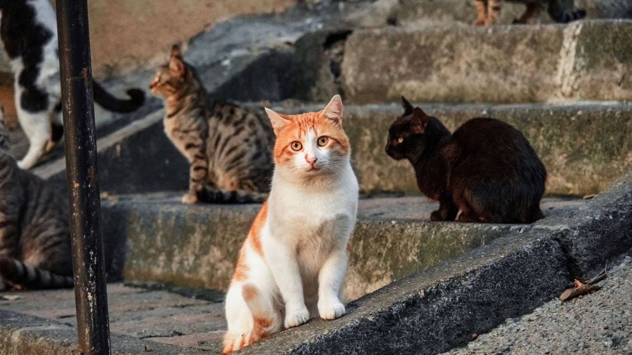sokak kedileri