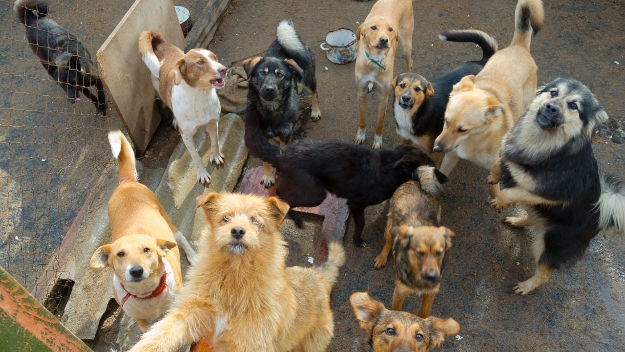 bir sürü sokak köpeği bir arada