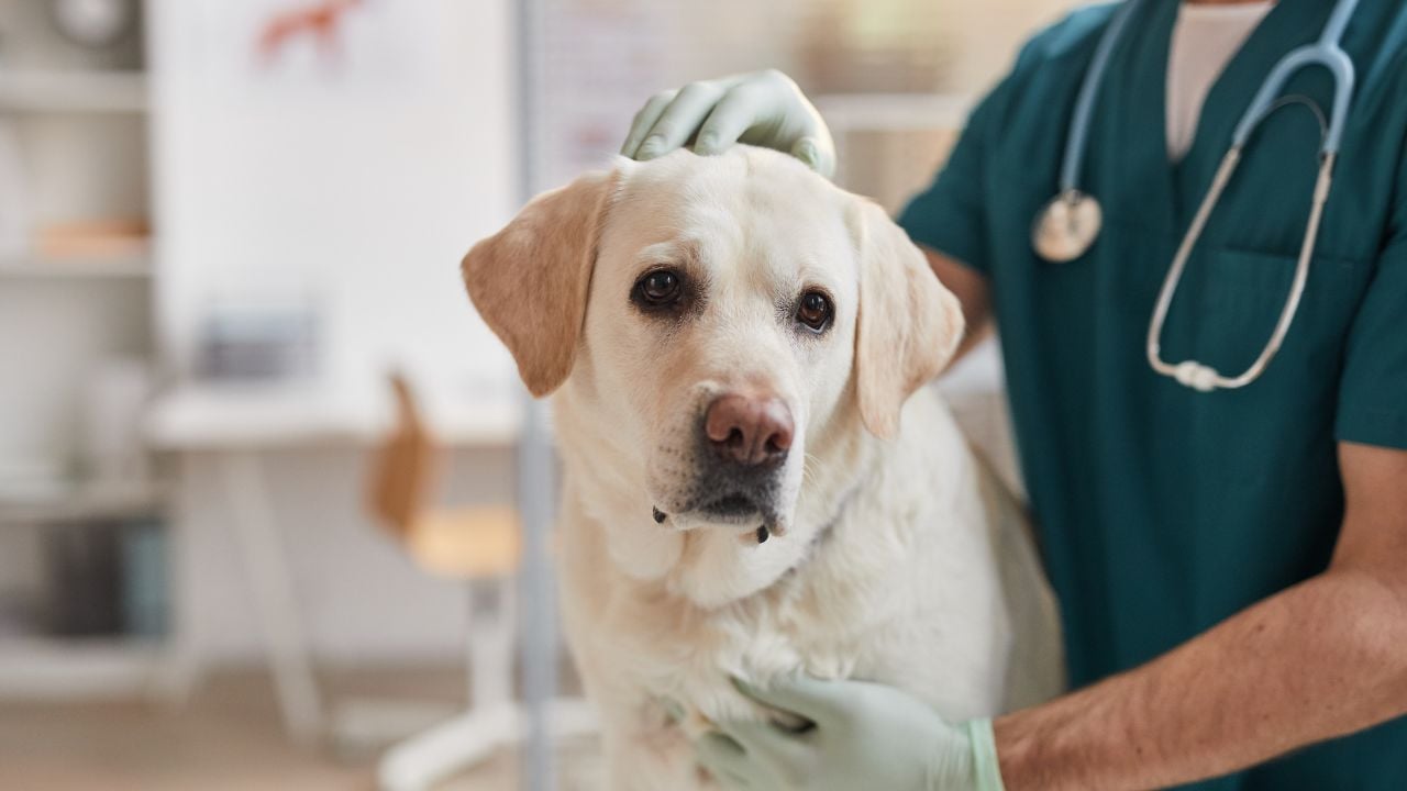 köpek veterinerde