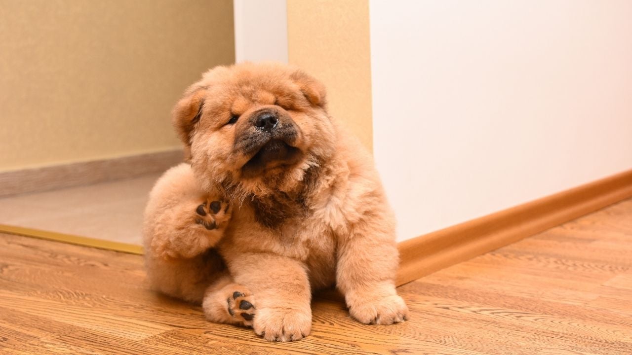 kaşınan pofuduk bir köpek