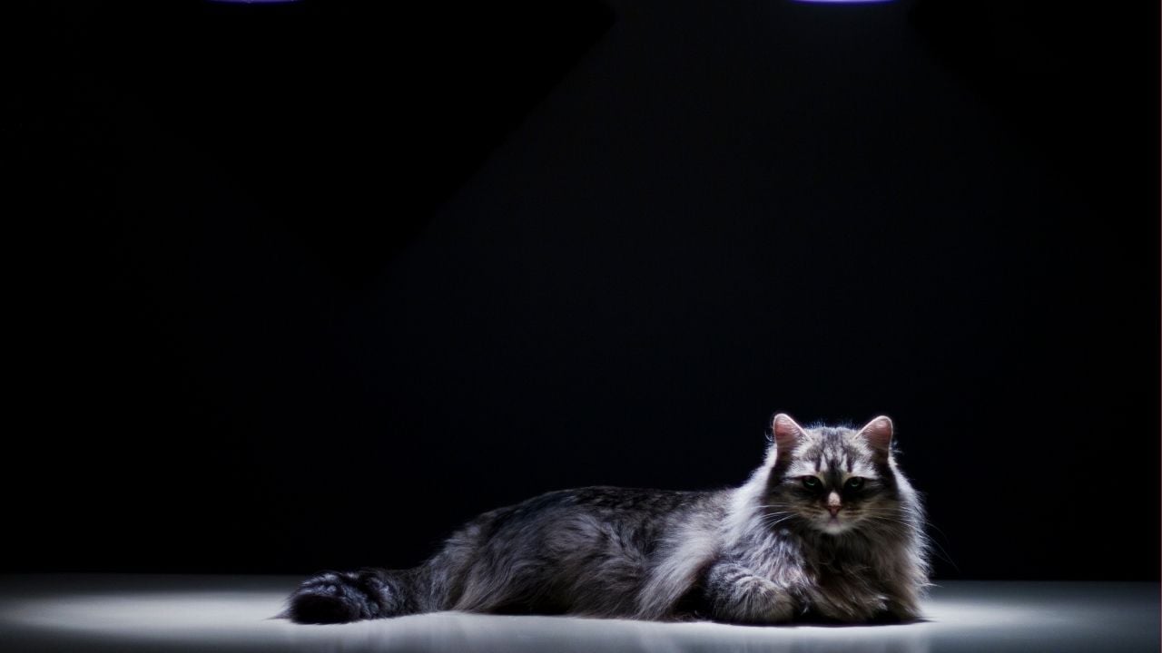 karanlıkta duran bir kedi