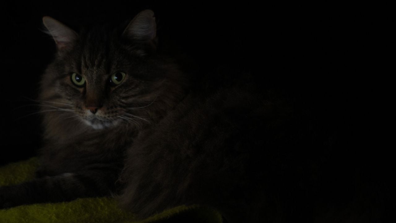 karanlıkta olan bir kedi