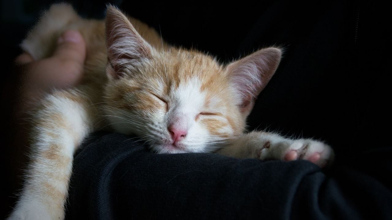 karanlıkta uyuyan bir kedi
