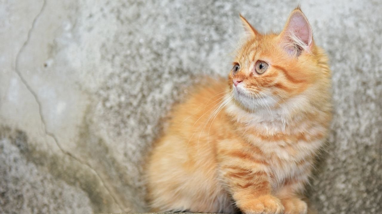 sarman yavru kedi
