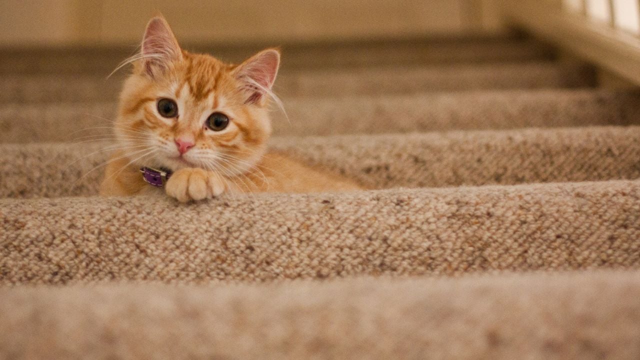 sarman kedi merdivende