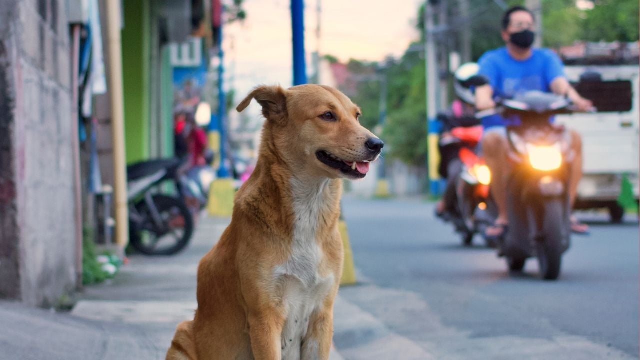 köpek ve motor