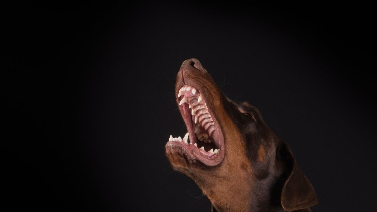 gece havlayan köpek