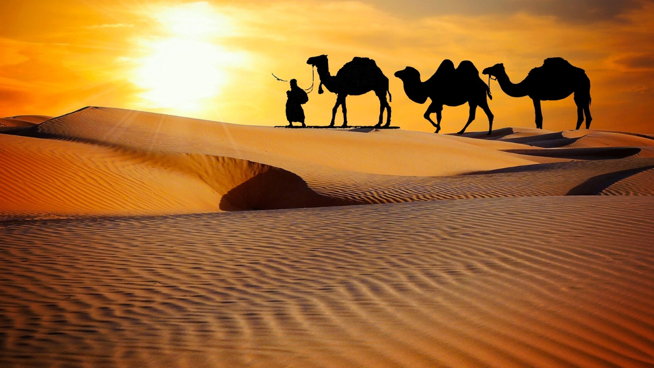 The Royal Adventure of Jaisalmer in December With Tripkaro