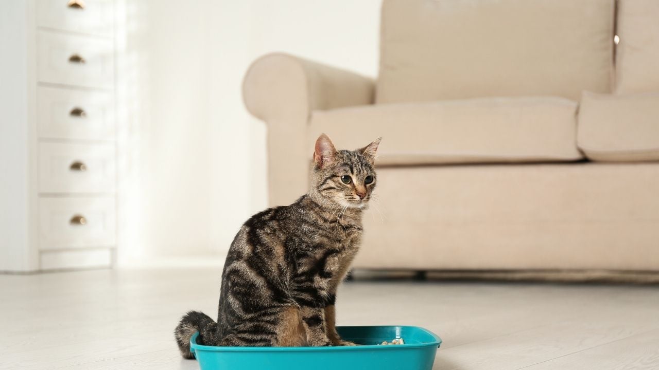 kedi evde oturuyor
