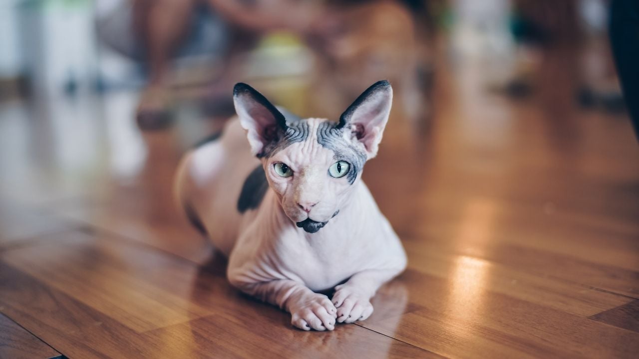 sfenks kedi yatıyor