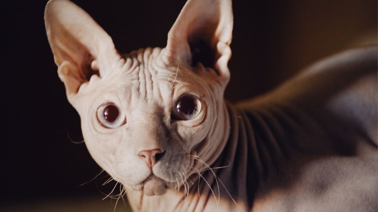 ten rengi sfenks kedi