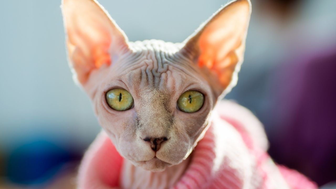 yeşil gözlü sfenks kedi