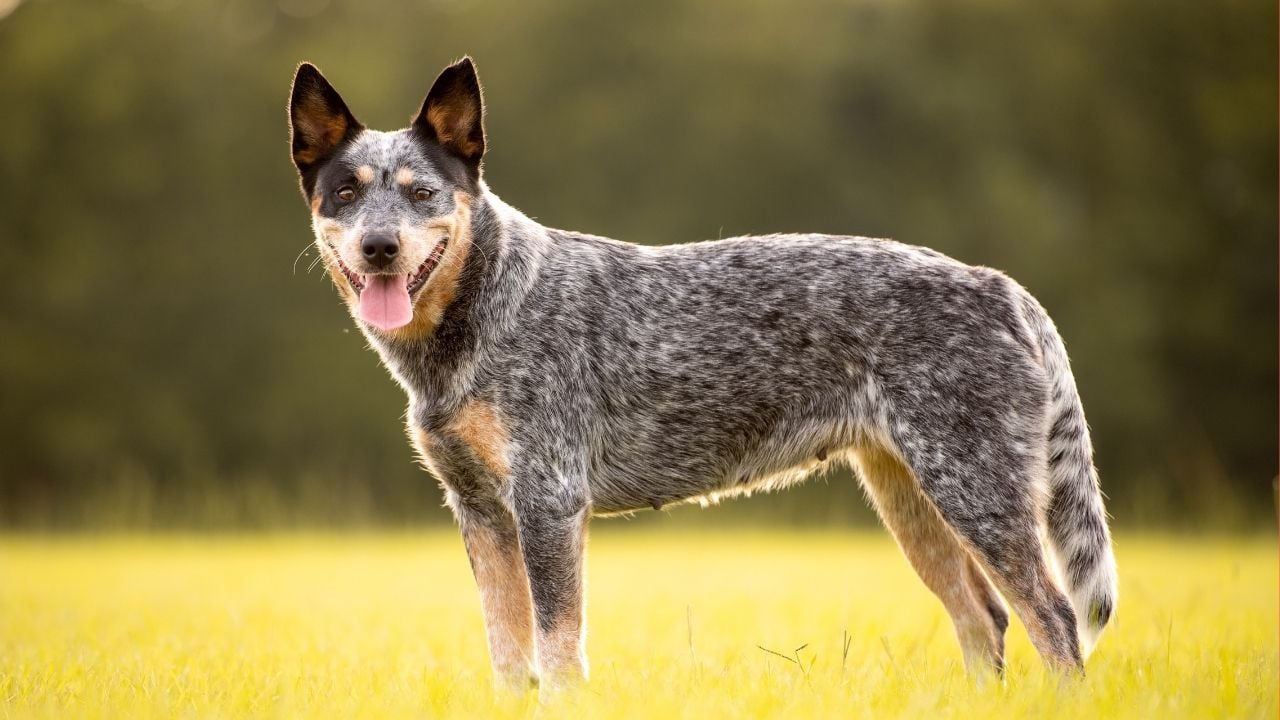 Orta Boy Köpek Cinslerinden australian cattle
